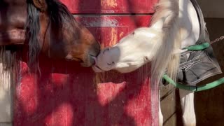 Horses Lock Lips