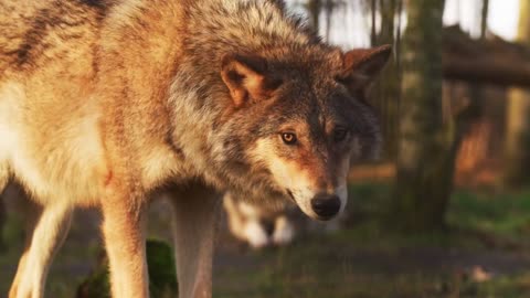 Wolf attitude video