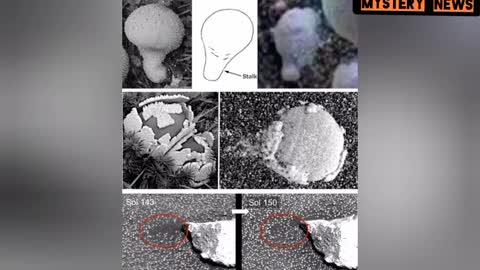 Life On Mars : Shocking Discovery as Alien Mushrooms Are Found On The Red Planet!