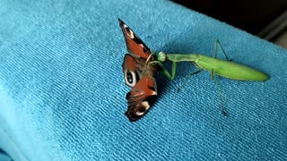 Praying mantis catching a butterfly