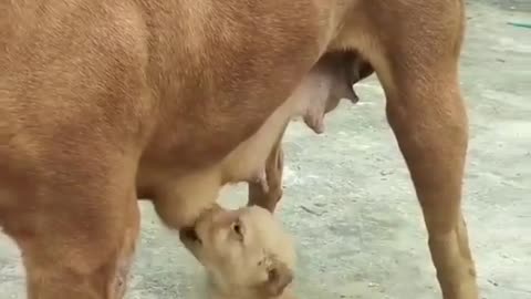 Stepmother feeding him milk for his lunch time