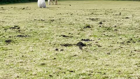 Quirky Horse Takes a Load Off