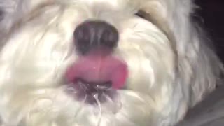 Dog sticking tongue out continuously