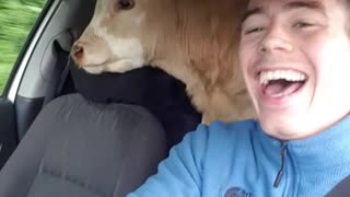 Van with a Baby Bovine in Back