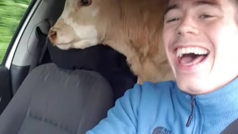 Van with a Baby Bovine in Back