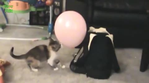 Funny Cats w/Balloons