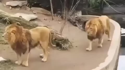 Funny - lions go swimming