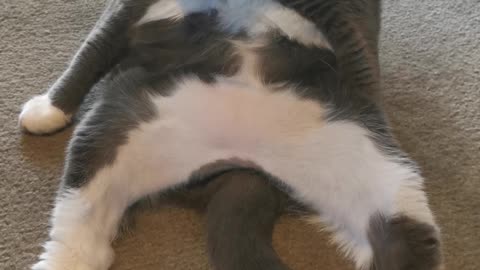 Hilarious cat folds herself in half to clean belly
