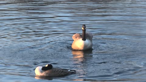 Geese Mating Dance And Mating