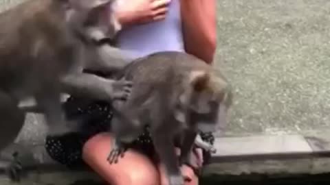 Monkey doesn't respect anyone