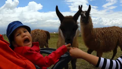 Giggles erupt from delighted child as alpacas go crazy for salt