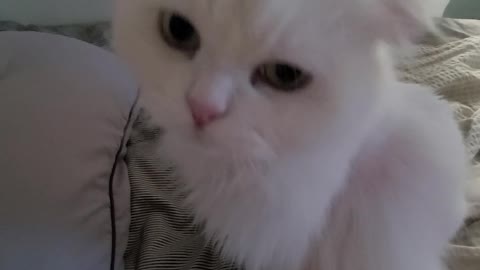 my lovely cat, white