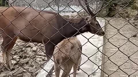 Reindeer watched in Deerpark, Dehradun