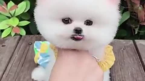 Cute and funny pets