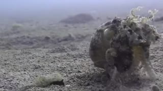 Coconut Octopus Takes a Stroll on the Ocean Floor