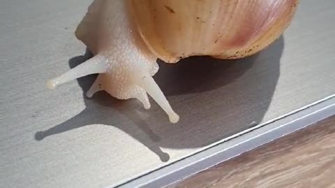 Snail on laptop)