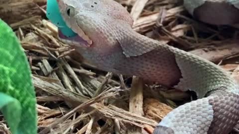 Common taipan snake 🐍