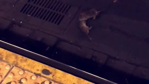 Rat pulling another rat on subway tracks
