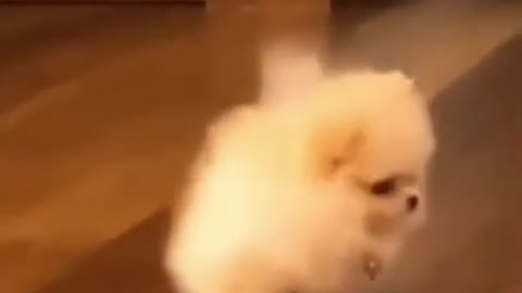 Wow-Very-Nice-Baby-Dogs-Cute-And-Funny-Dog-Videos-