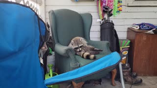 Jerry the Coon getting Pampered