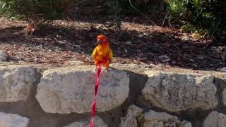 Outdoor parrot recall training