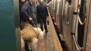 Subway Conductor Won't Let Man Board with Dog