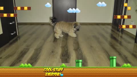My Dog Playing Like Super Mario - Super Mario Odyssey