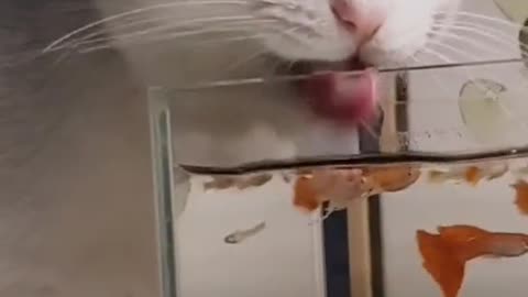 A cat is trying to eat fish