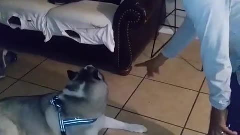 Husky Follows Owner Training