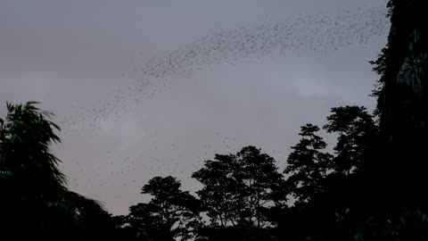 Why Bats are Classic Symbols of Halloween