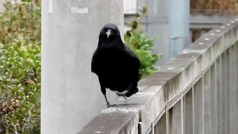 A wonderful and funny sight of a crow imitating a pigeon's gait