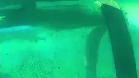 Under water monster crocodile