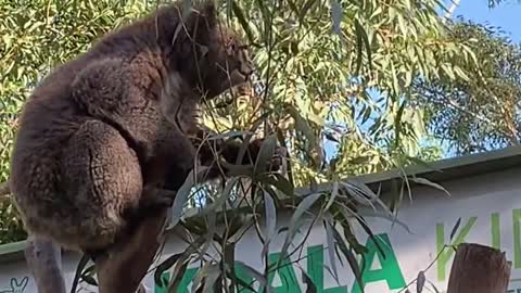 Koala eating eucalyptus leaves