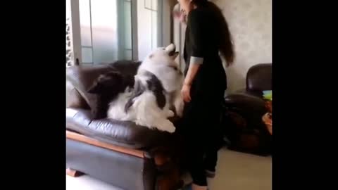 Big Fluffy Samoyed likes to be carried IN LAPS!! WOW!!