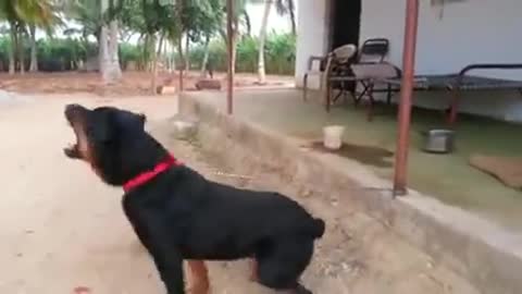 Rottweiler dog attacks man in India