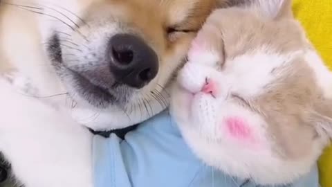 Lovely Cat and Dog Amazing 😂😹 Funny video