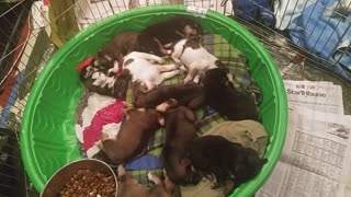11 Rescue Puppies Dreaming