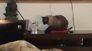 Cranky Cat Turns Off Phone Alarm