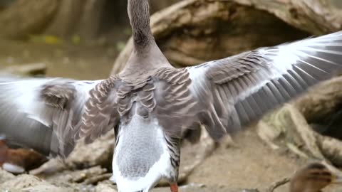 Oie Cendree Doiseaux deau Battre De Laile