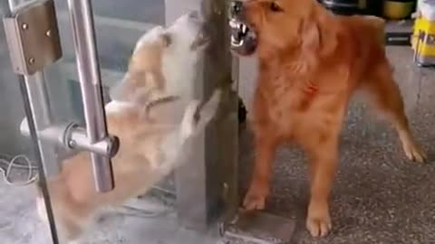 dogs only fight when the glass door is in between them