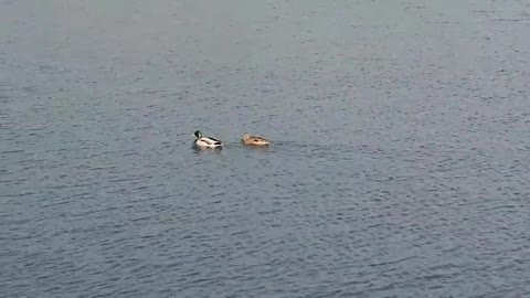 Korean two ducks