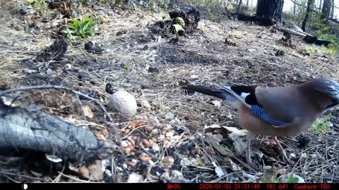 Jay Birds in the forest. Wildlife Camera. Love nature ❤️🥰