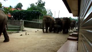 Elephants Dance ....