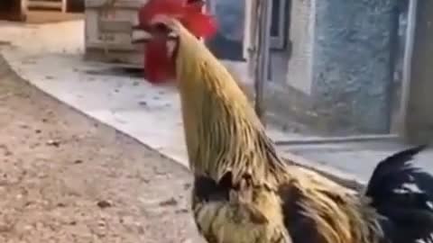 Funny Drunk chicken