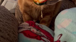 Cat Gags At Zucchini Pizza