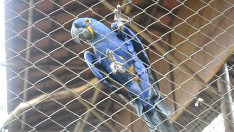 The beauty of the Blue Macaw, an endangered species.