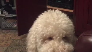 Dog gives high fives for cake