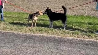 #19 male black and tan #43 male husky mix March2022