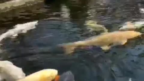 Dogs drink water and see fish