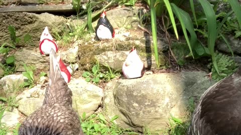 Sheela and the Family get a visit from Karen and The Hen Council